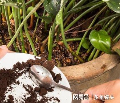 盆土板結(jié)不想換盆？試試3種松土劑，灑在土表輕松改善土質(zhì)！